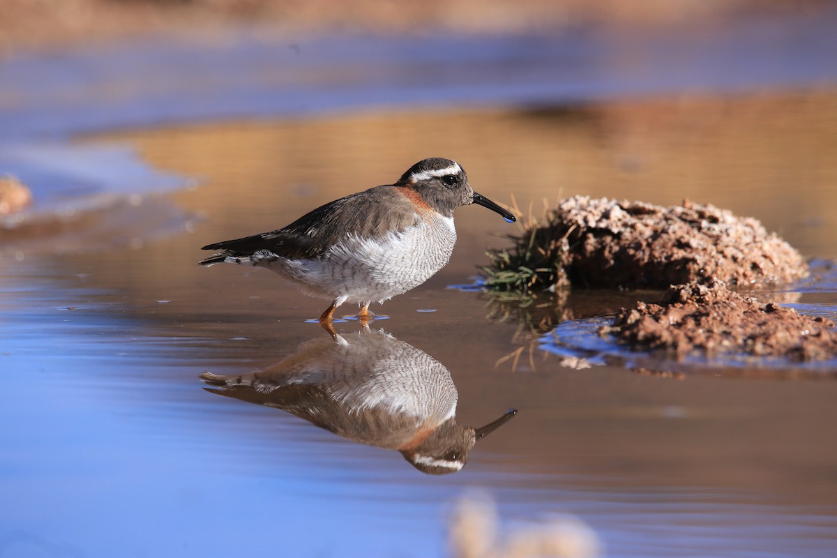 ハシナガチドリ - ML641378938
