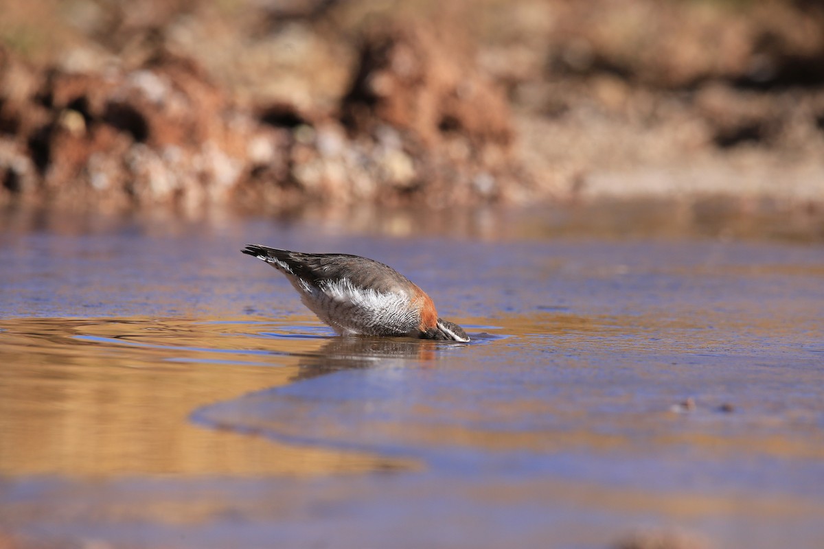 ハシナガチドリ - ML641378939