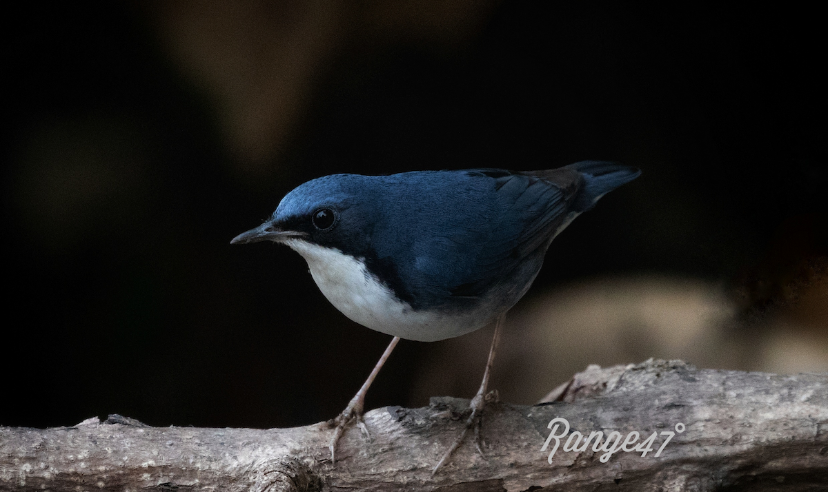 Siberian Blue Robin - ML641378948
