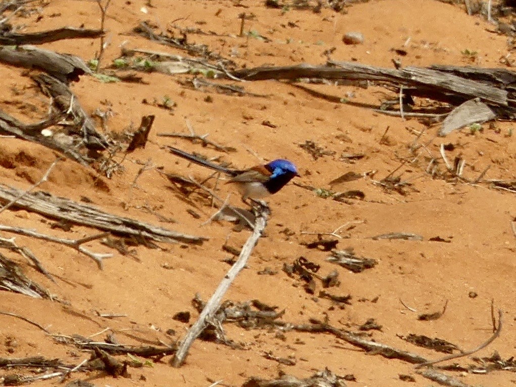 Purple-backed Fairywren - ML641378958
