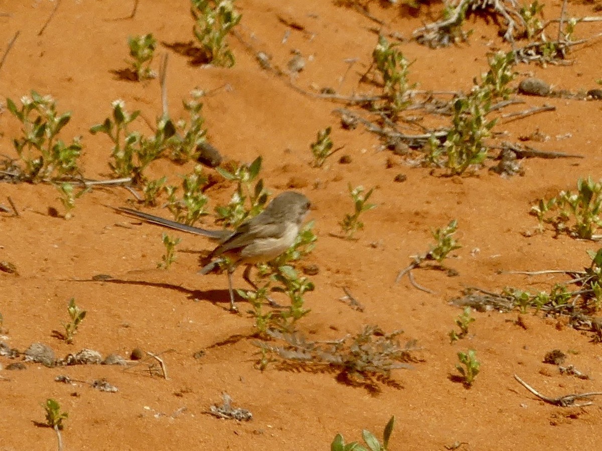 Purple-backed Fairywren - ML641378959