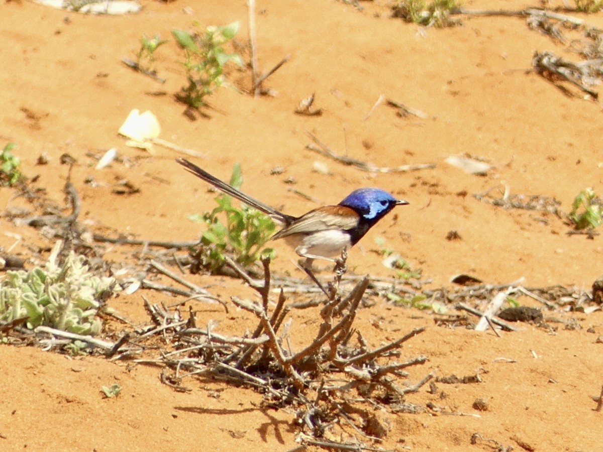 Purple-backed Fairywren - ML641378960