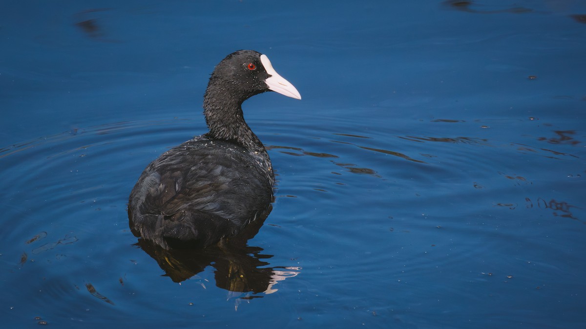 Eurasian Coot - ML641378977