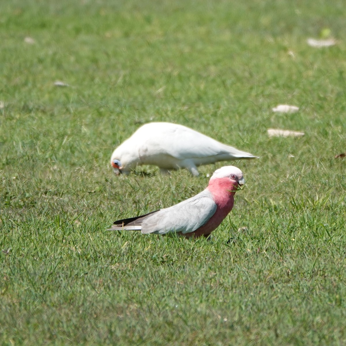 Galah - ML641378995