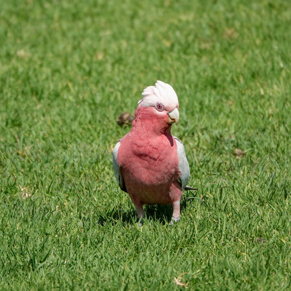 Galah - ML641378996