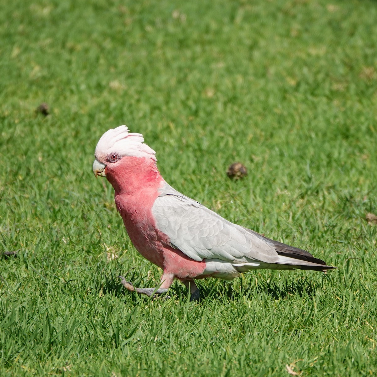 Galah - ML641378997