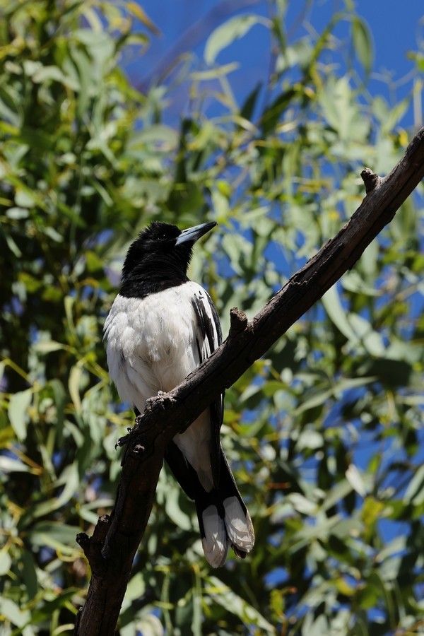Pied Butcherbird - ML641378999