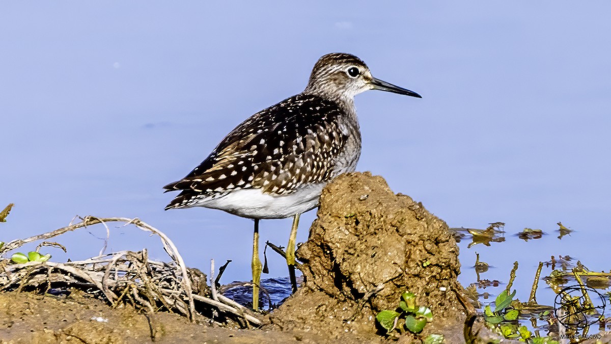 Шугуйн хөгчүү - ML641379034