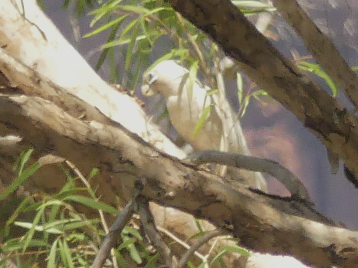 Little Corella - ML641379035