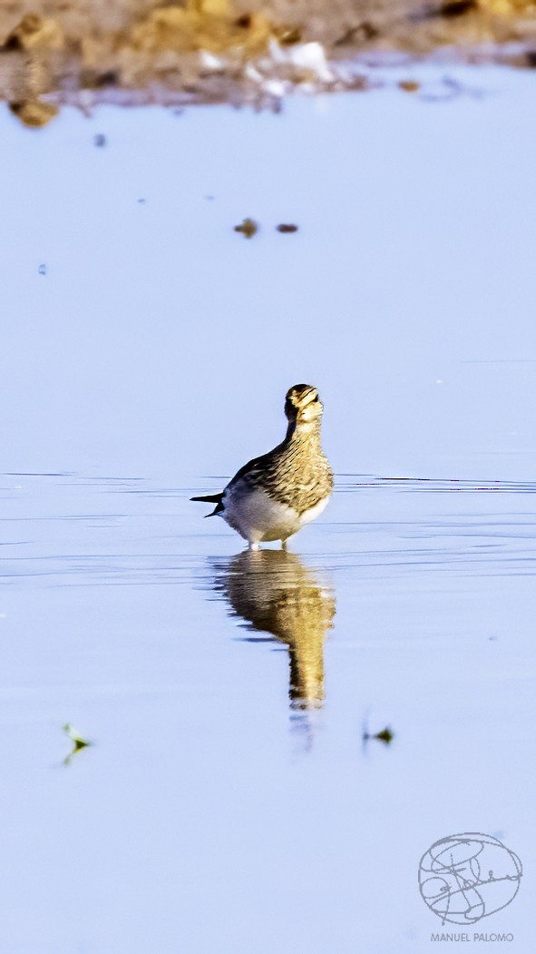 Орог элсэг - ML641379039