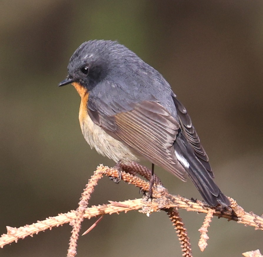 Slaty-backed Flycatcher - ML641379046