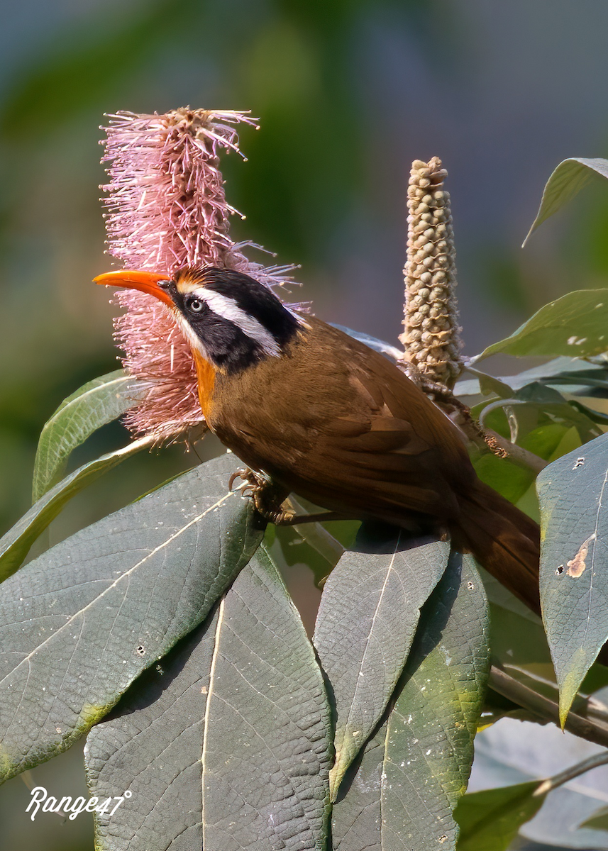 Black-crowned Scimitar-Babbler - ML641379083