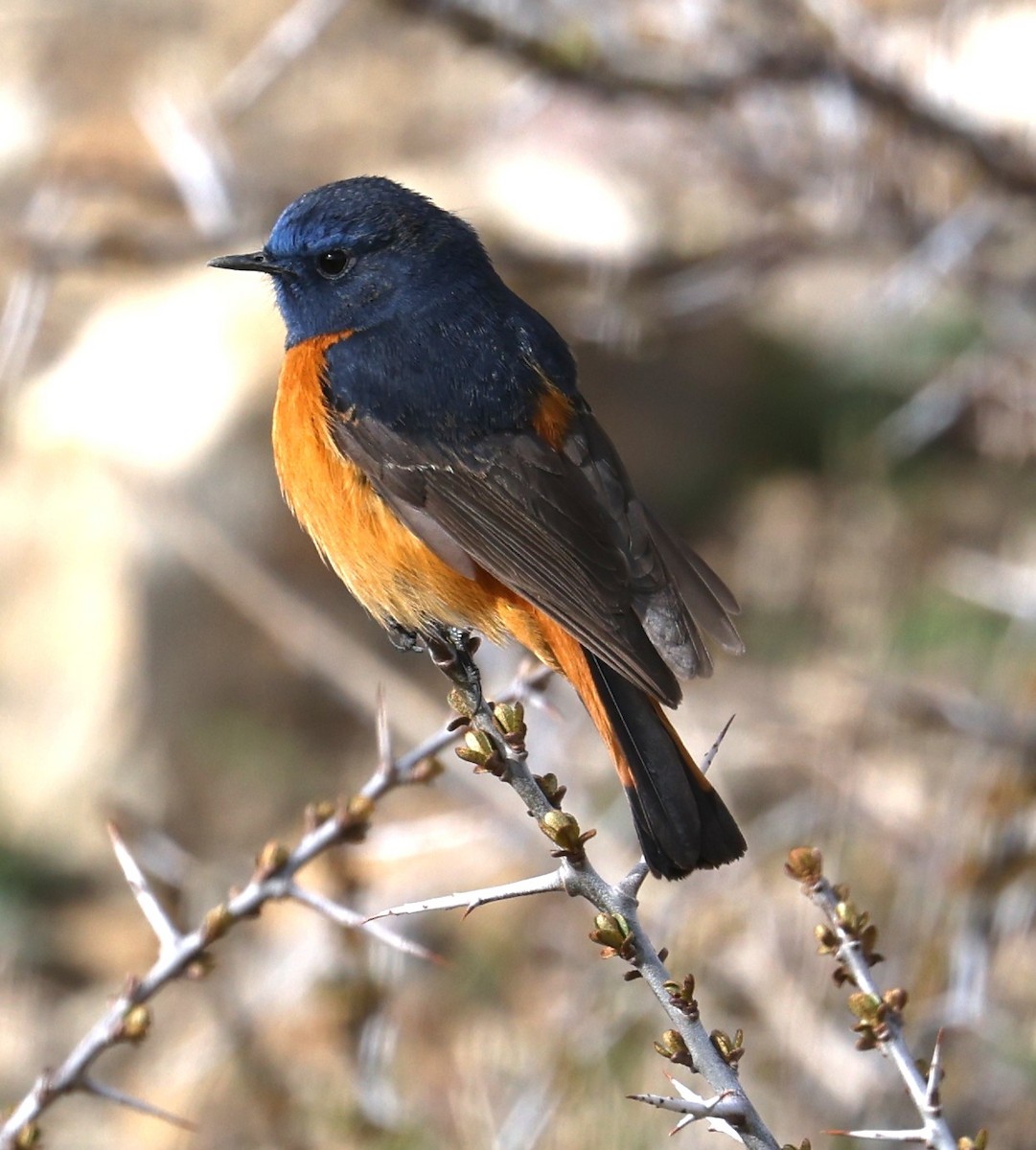 Blue-fronted Redstart - ML641379089