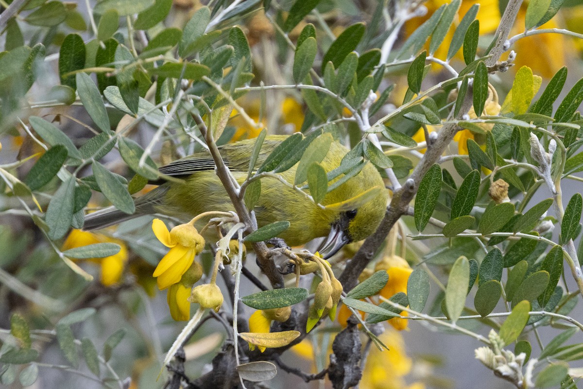 Hawaii Amakihi (Maui) - ML641379090