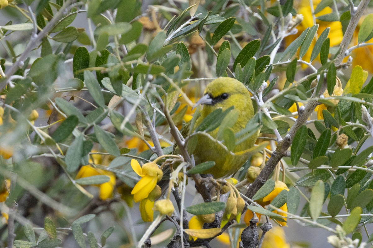 Hawaii Amakihi (Maui) - ML641379091