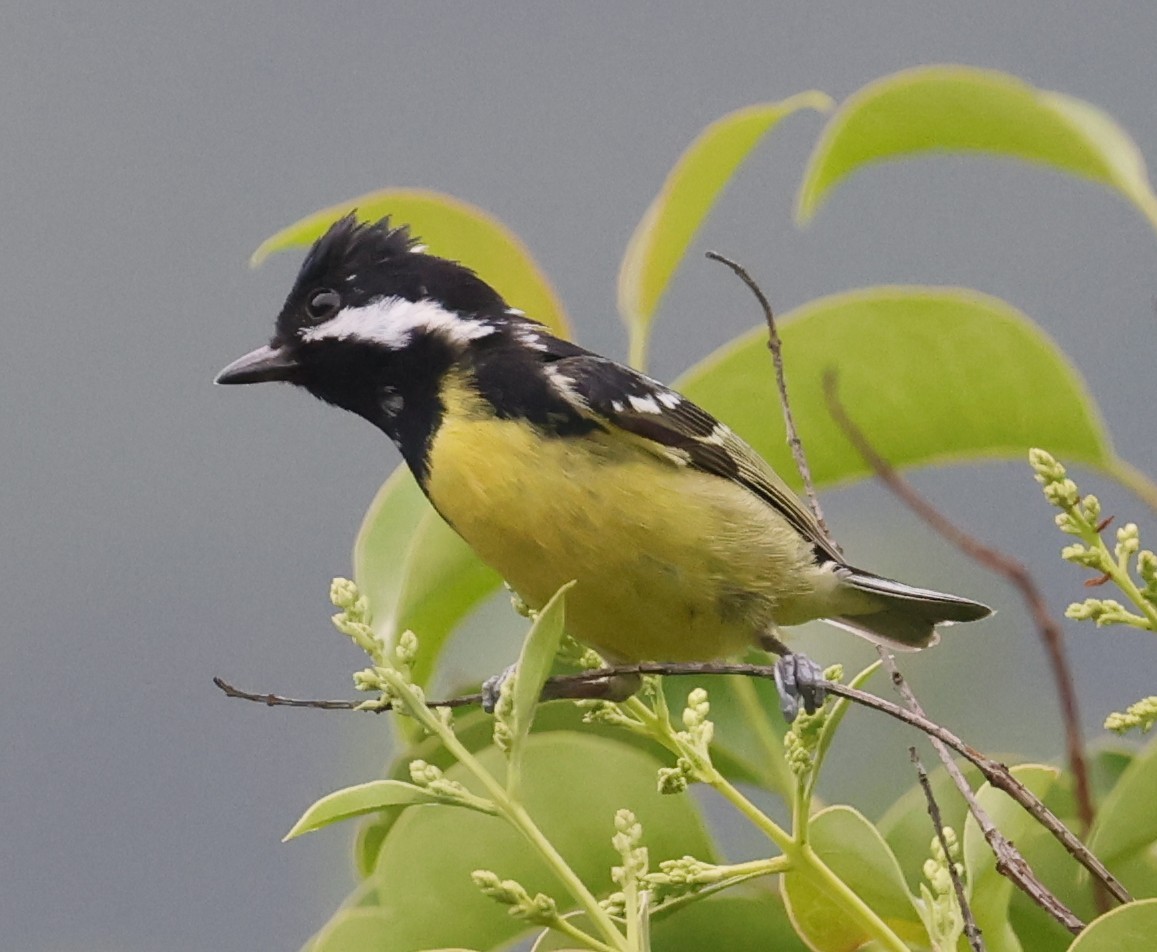 Yellow-bellied Tit - ML641379110