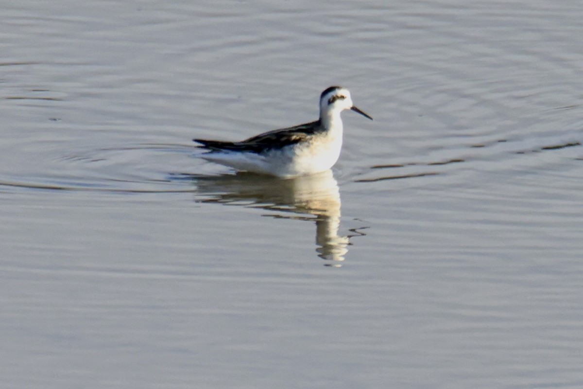 Red-necked Phalarope - ML641379120