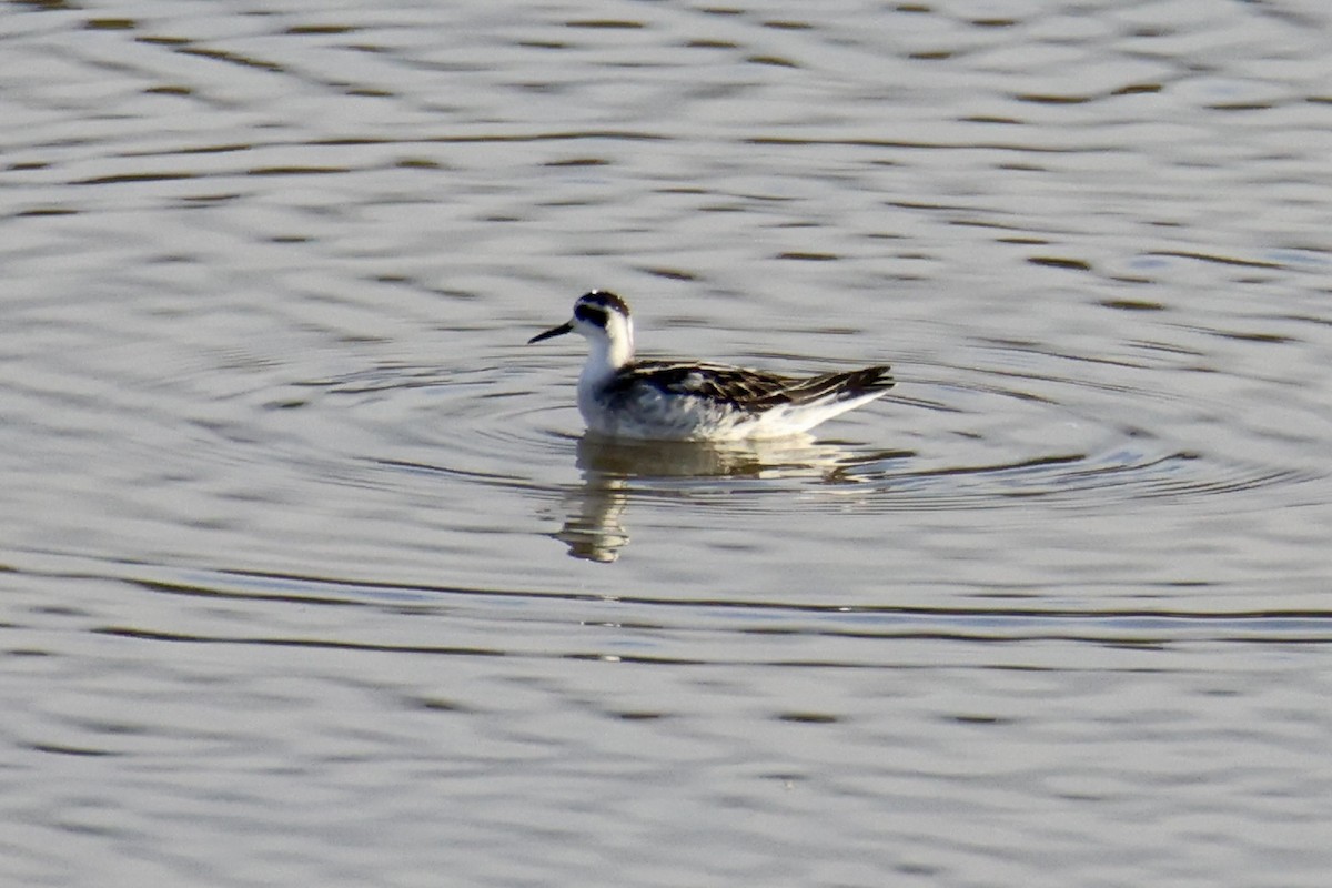 Red-necked Phalarope - ML641379121