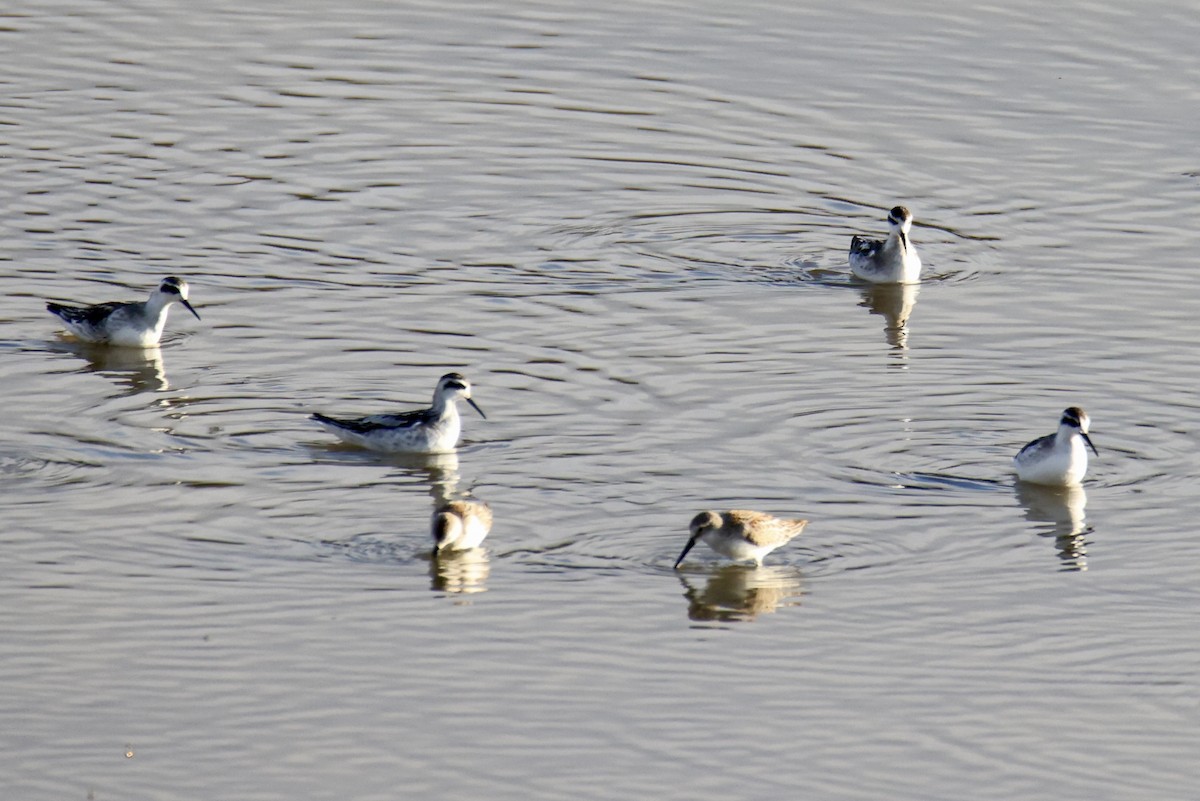 Red-necked Phalarope - ML641379122