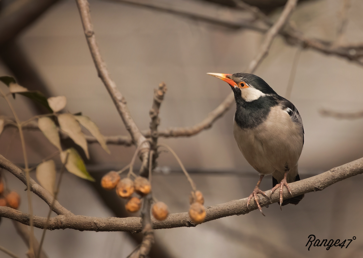 Indian Pied Starling - ML641379139