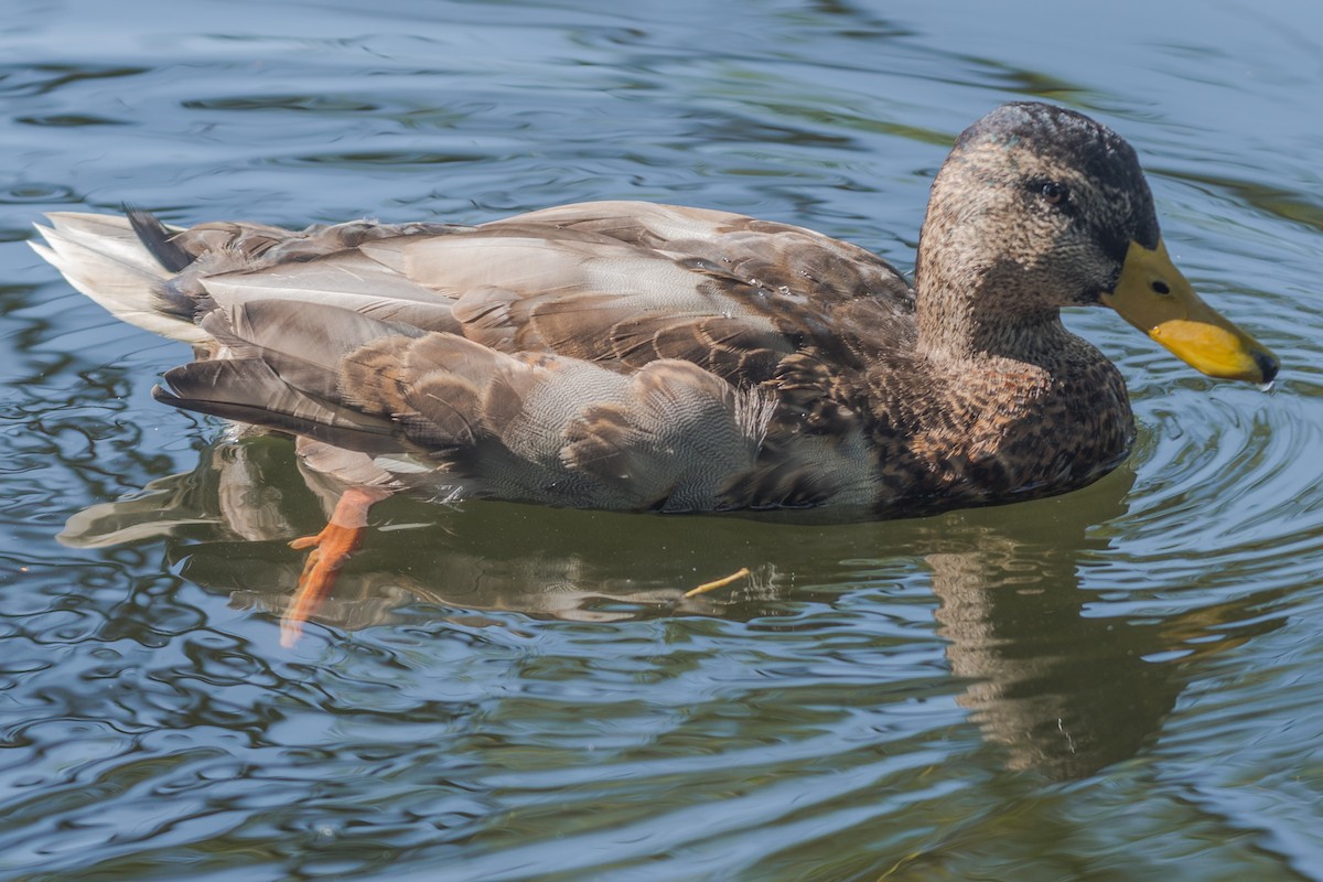 Canard colvert - ML641379144