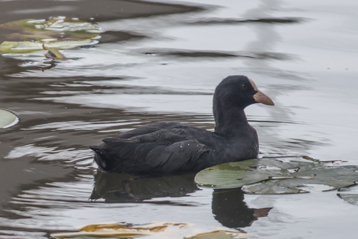 Eurasian Coot - ML641379145