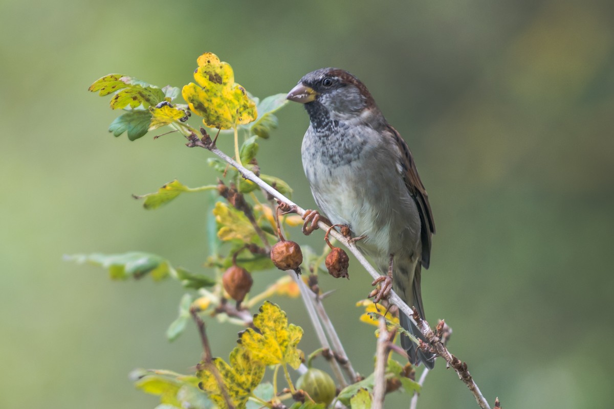 Moineau domestique - ML641379157