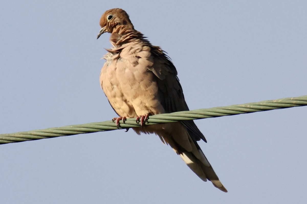 Mourning Dove - ML641379162