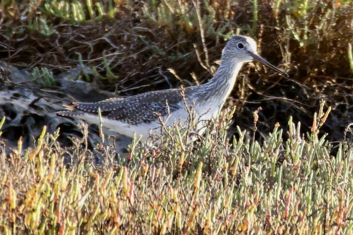 Greater Yellowlegs - ML641379173