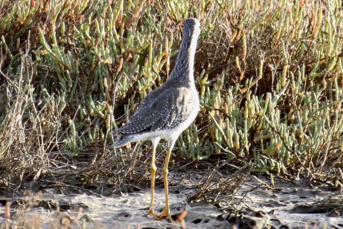 Greater Yellowlegs - ML641379174