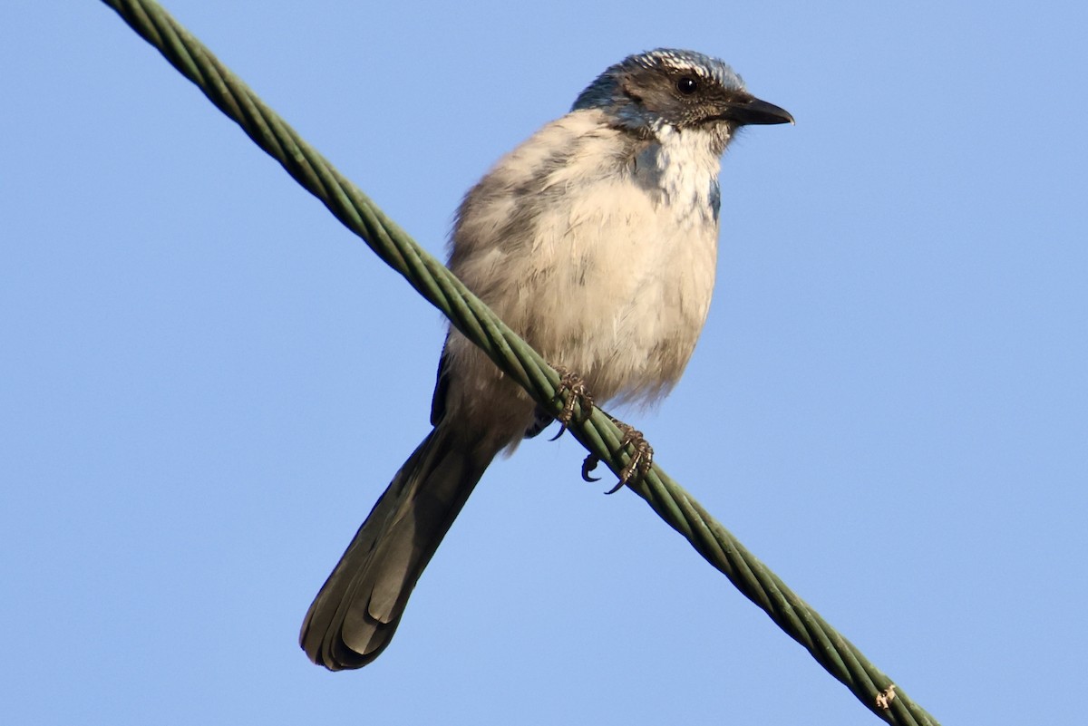 California Scrub-Jay - ML641379179