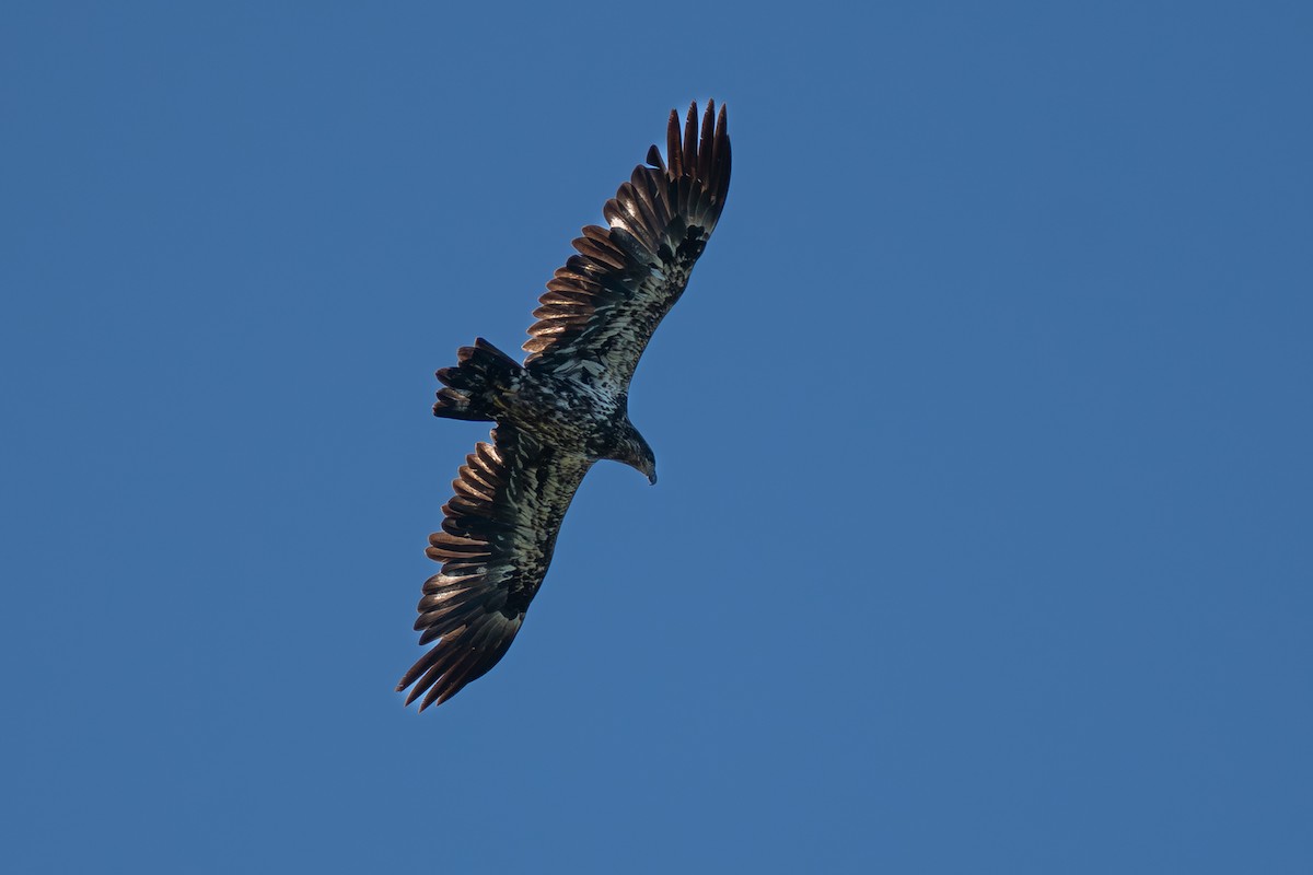 Bald Eagle - ML641379183
