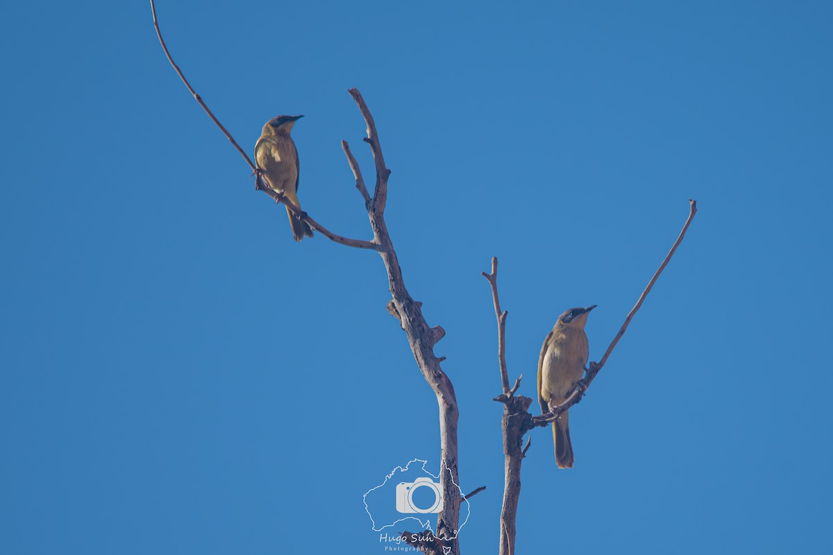Gray-headed Honeyeater - ML641379223