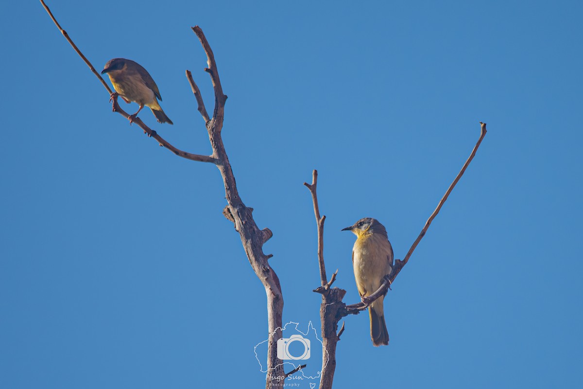 Gray-headed Honeyeater - ML641379224