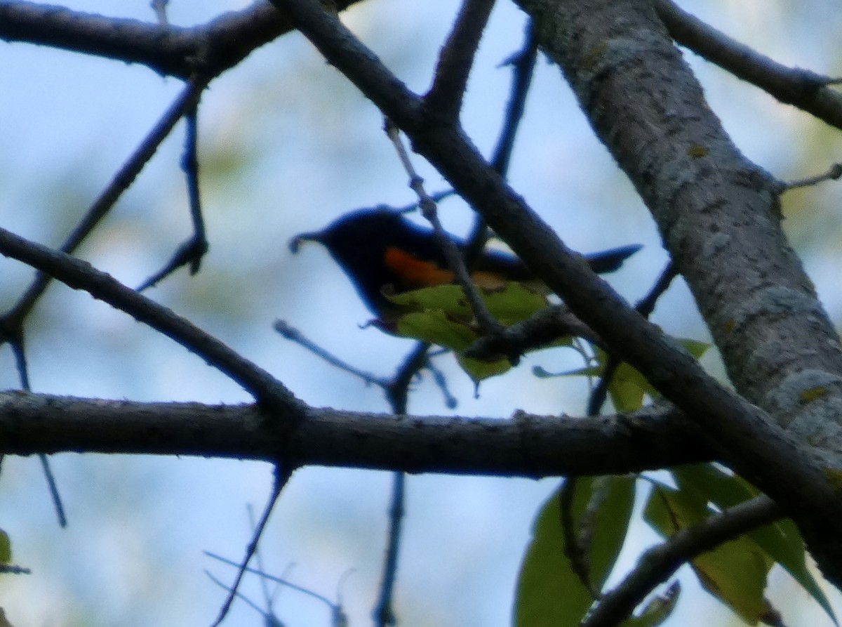 American Redstart - ML641379237