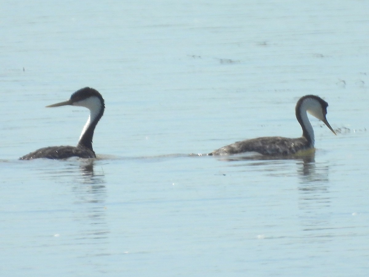Western Grebe - ML641379238