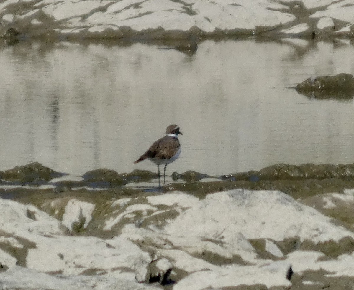 Killdeer - ML641379261