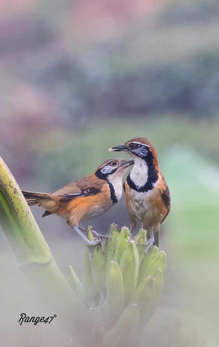 Greater Necklaced Laughingthrush - ML641379263