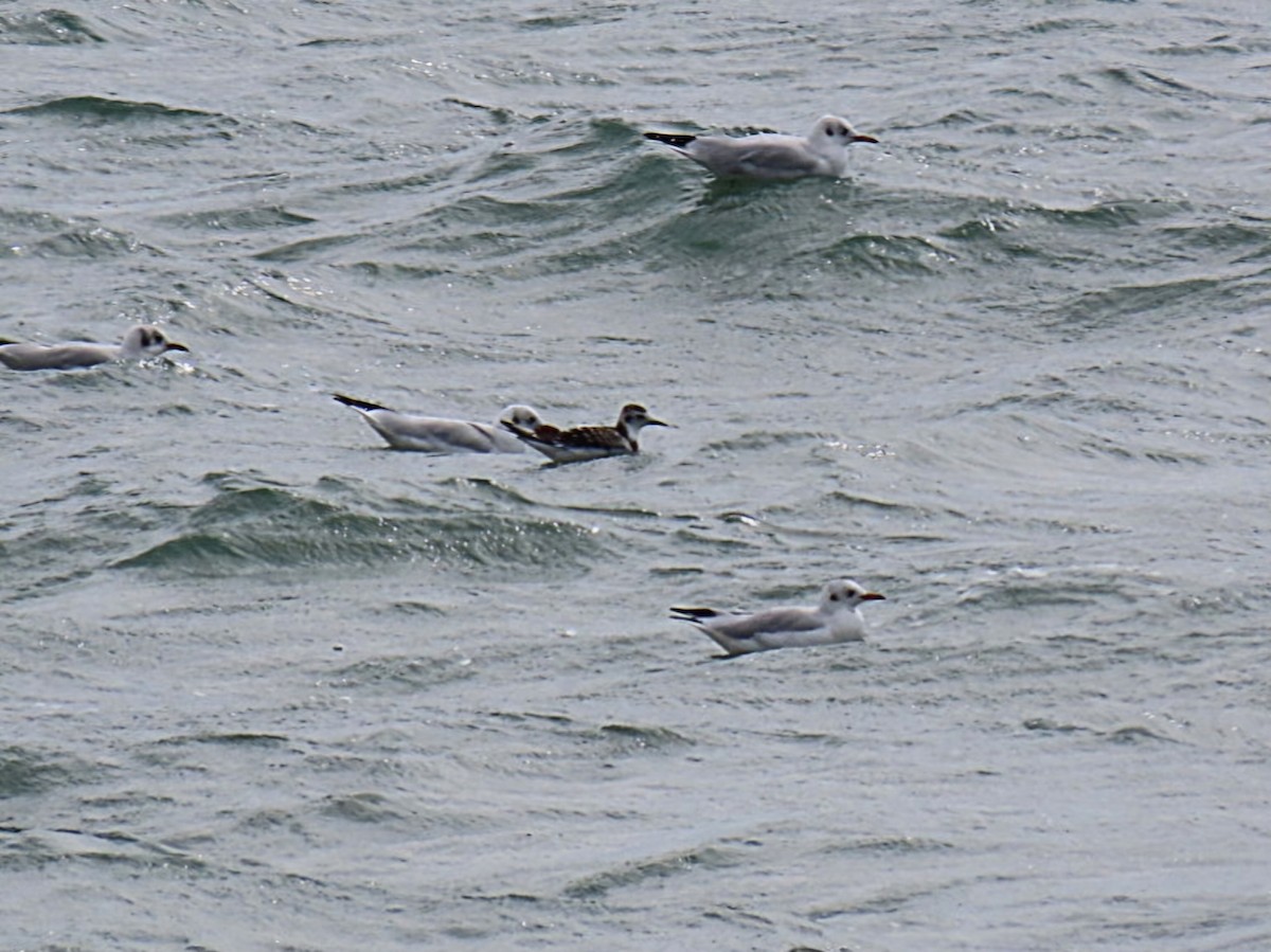 Little Gull - ML641379264