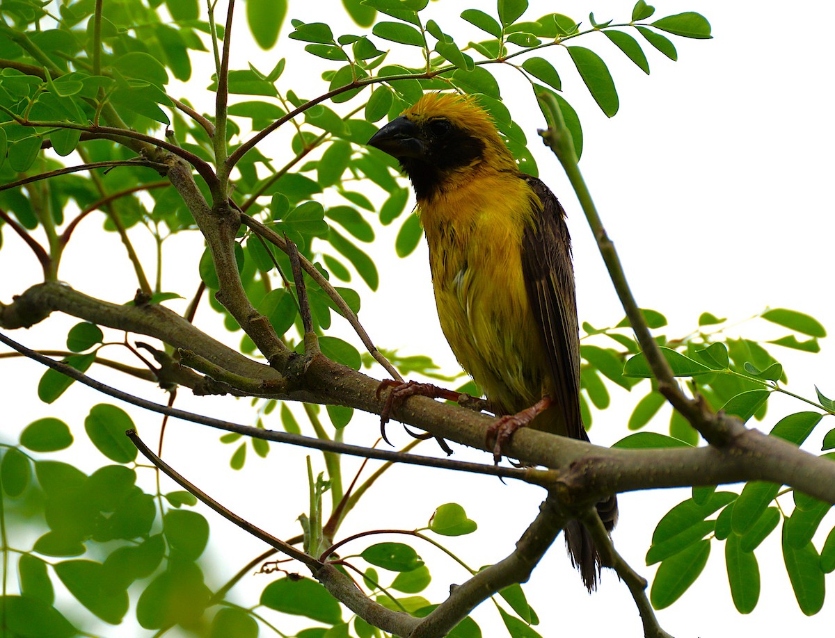 Asian Golden Weaver - ML641379267