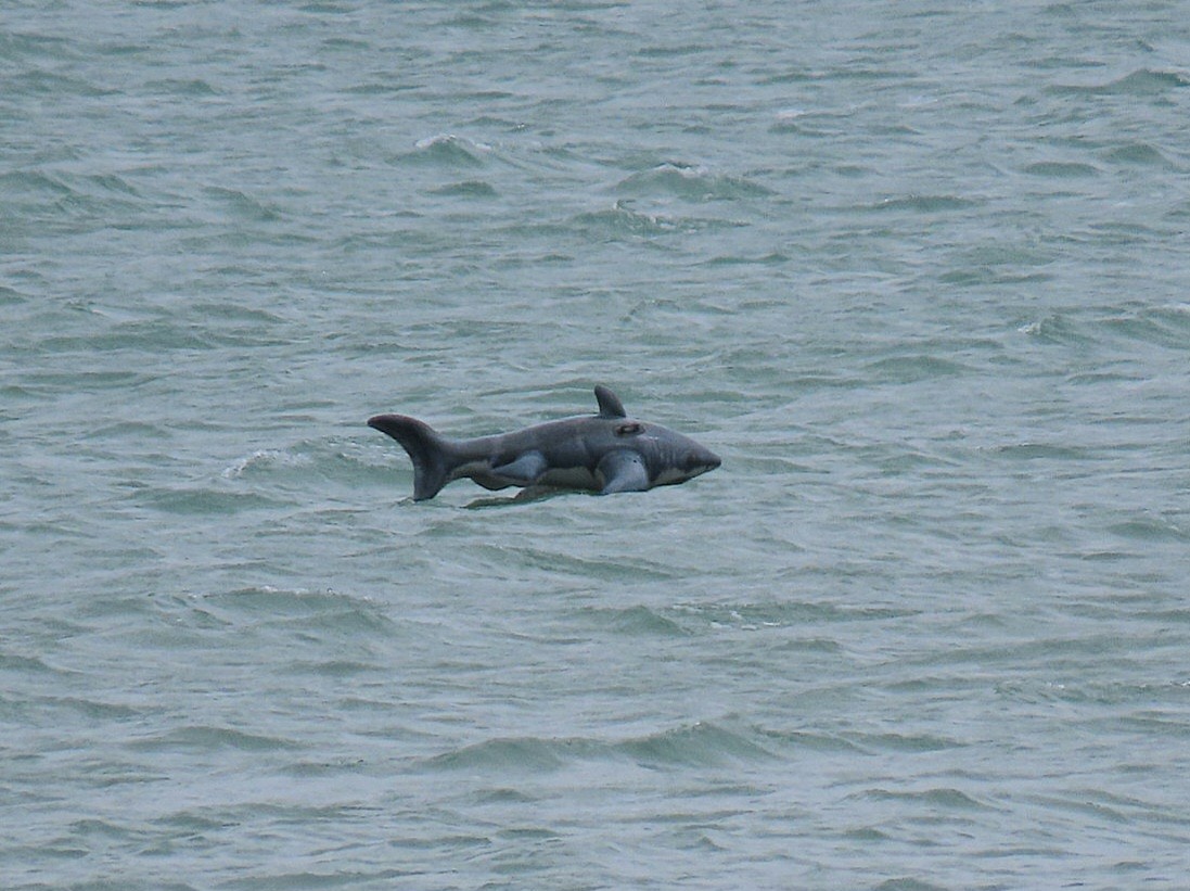 Animals - ML641379268