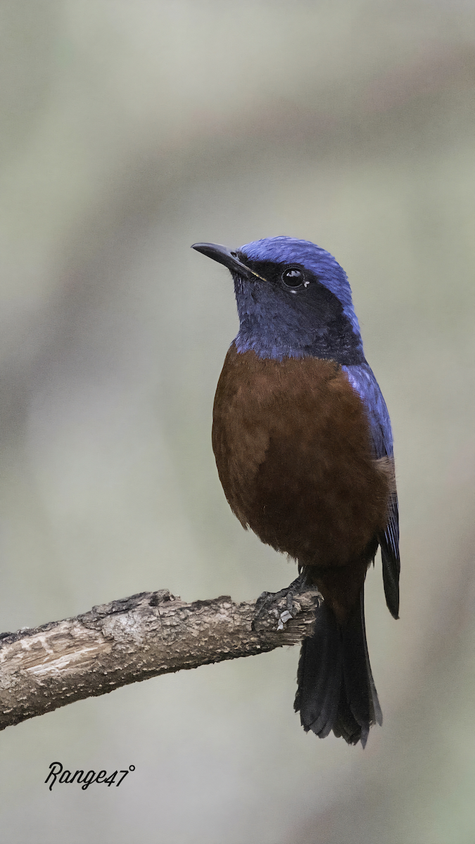 Chestnut-bellied Rock-Thrush - ML641379273
