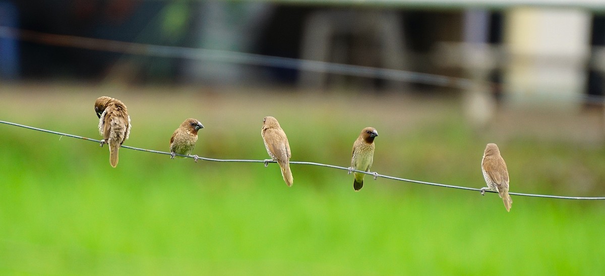 Scaly-breasted Munia - ML641379274