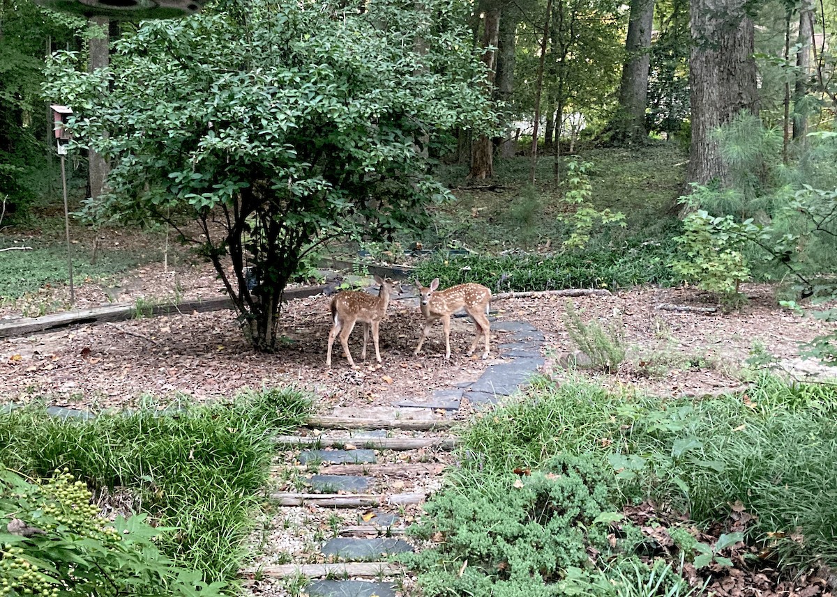 White-tailed Deer - ML641379276