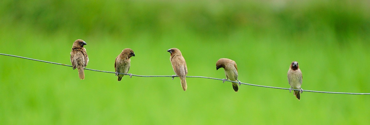 Scaly-breasted Munia - ML641379277