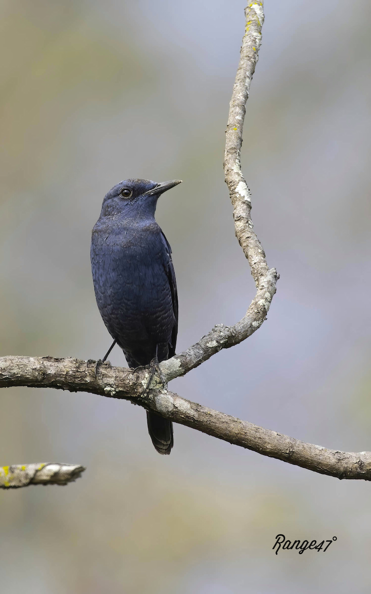 Blue Rock-Thrush - ML641379290