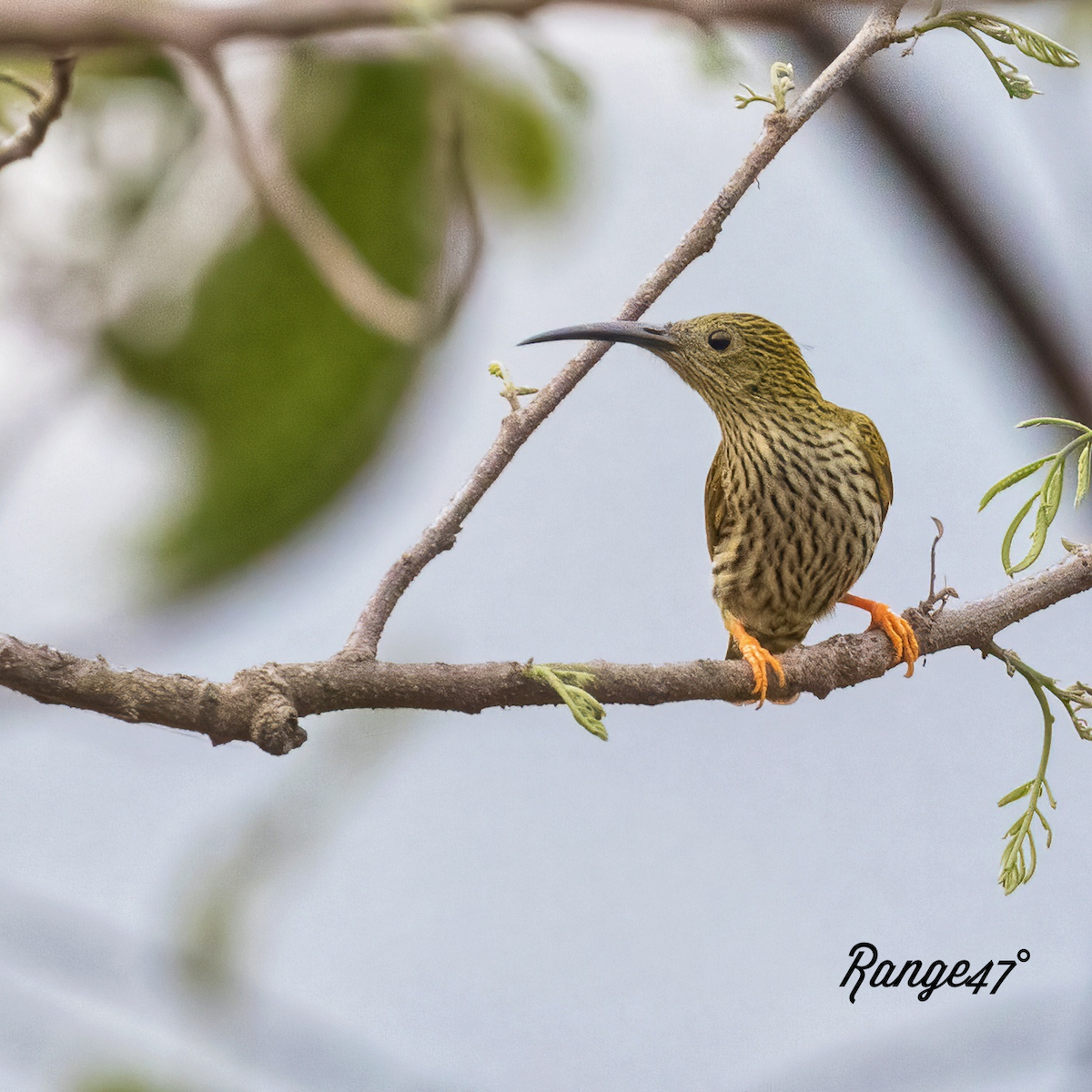 Streaked Spiderhunter - ML641379302