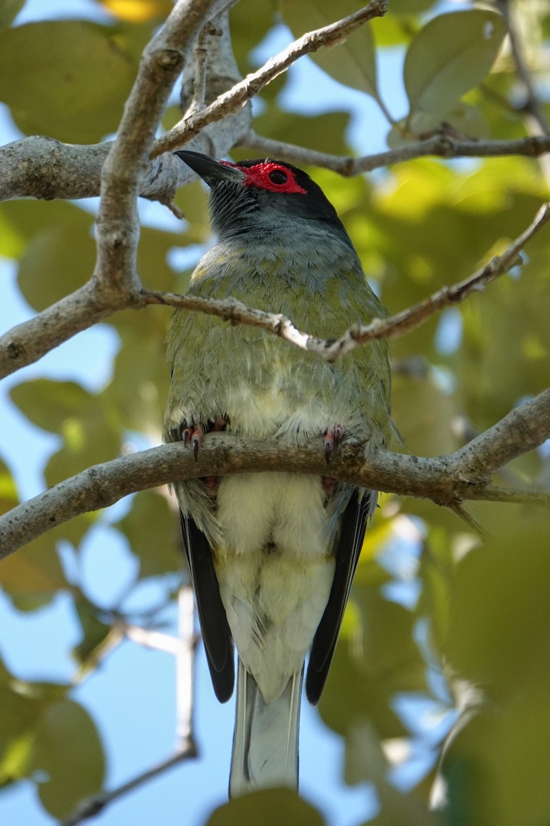 Australasian Figbird - ML641379323