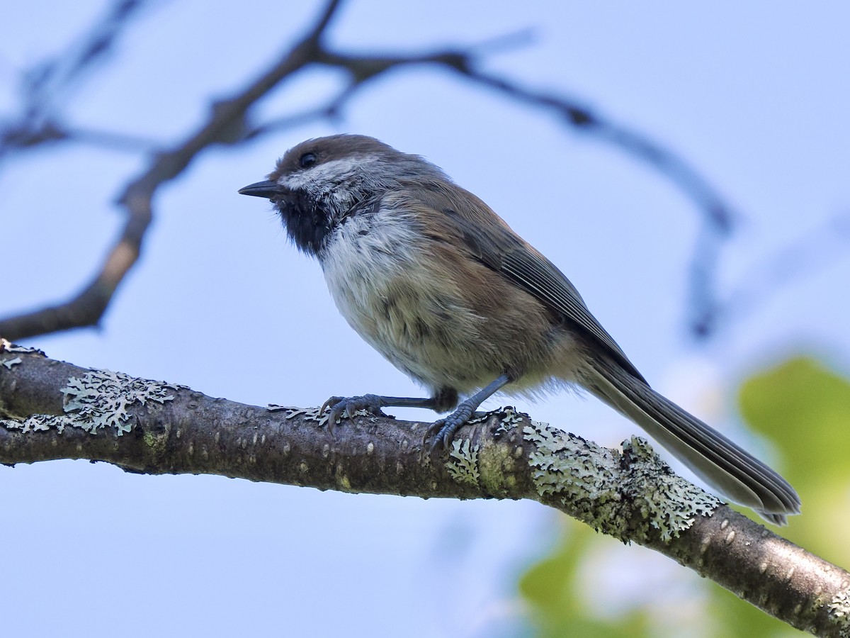 Boreal Chickadee - ML641379324