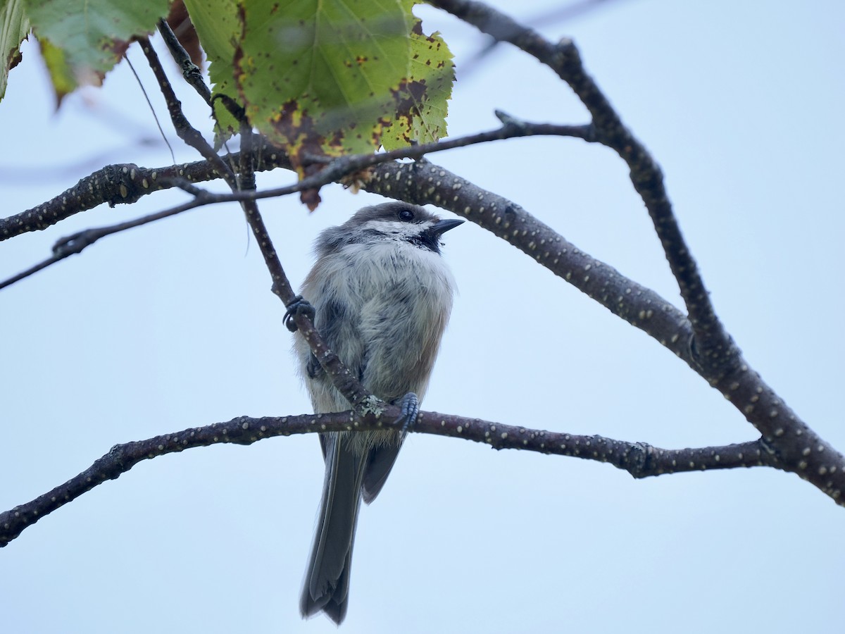 Boreal Chickadee - ML641379346